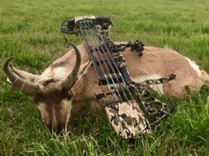 A bow on top of the antelope it has taken down